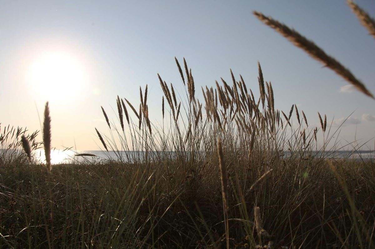 Marehalm i solnedgang