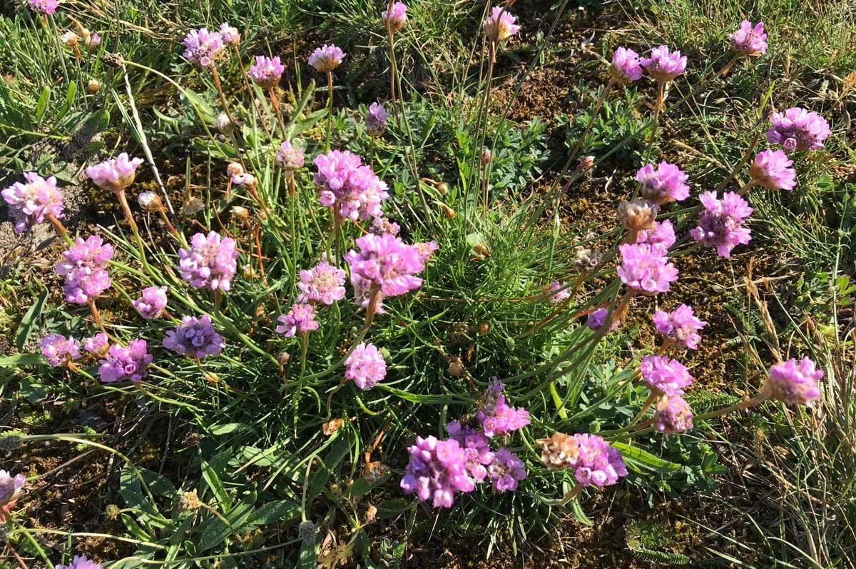 Nærbillede af Engelskgræs