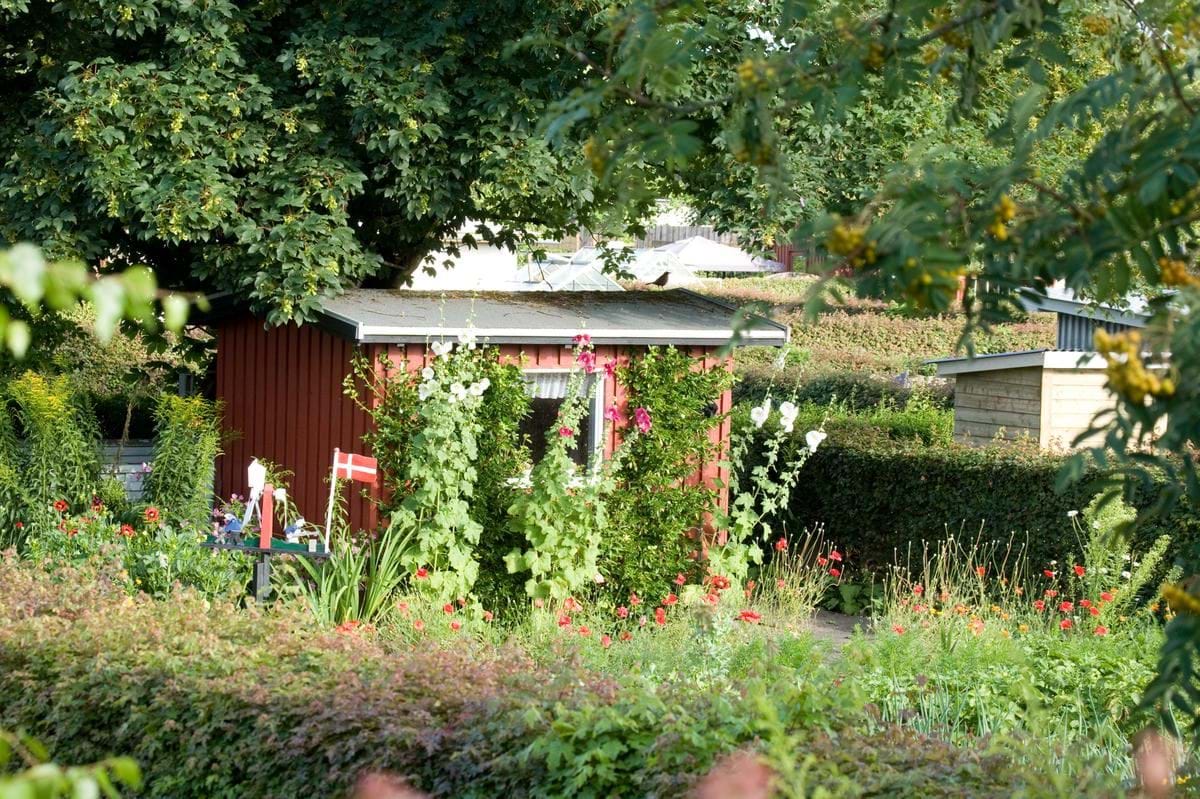 Billede af idyllisk kolonihavehus